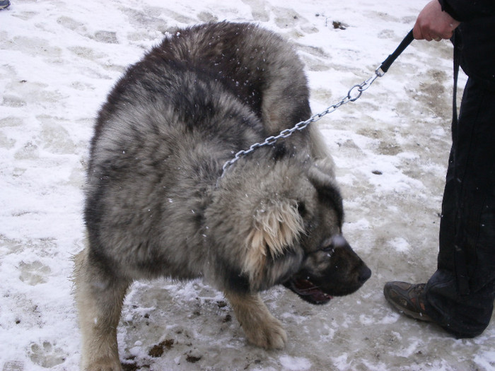 P3030388 - foto expo canina de club ceobanesc caucazian si asiatic vaslui 2012