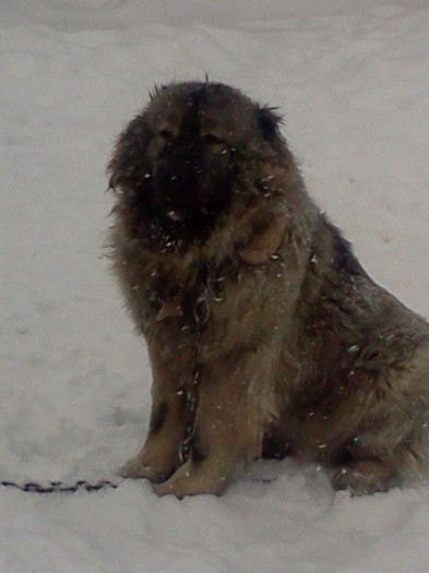 IMG054 - foto expo canina de club ceobanesc caucazian si asiatic vaslui 2012