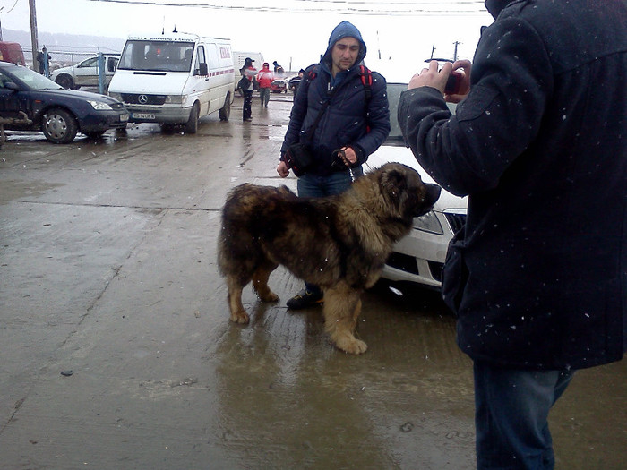 IMG055 - foto expo canina de club ceobanesc caucazian si asiatic vaslui 2012