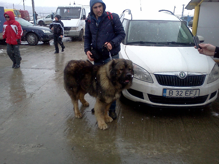 IMG056 - foto expo canina de club ceobanesc caucazian si asiatic vaslui 2012