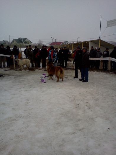 IMG057 - foto expo canina de club ceobanesc caucazian si asiatic vaslui 2012