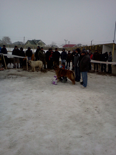 IMG058 - foto expo canina de club ceobanesc caucazian si asiatic vaslui 2012