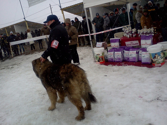 IMG059 - foto expo canina de club ceobanesc caucazian si asiatic vaslui 2012