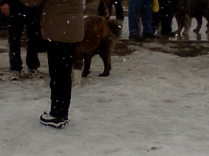 IMG060 - foto expo canina de club ceobanesc caucazian si asiatic vaslui 2012