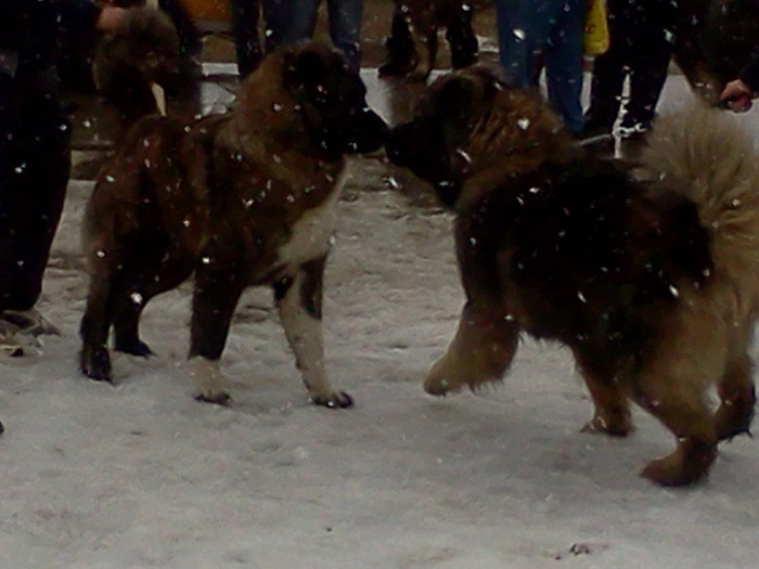 IMG061 - foto expo canina de club ceobanesc caucazian si asiatic vaslui 2012