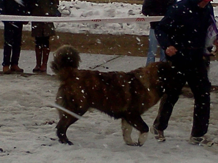 IMG062 - foto expo canina de club ceobanesc caucazian si asiatic vaslui 2012
