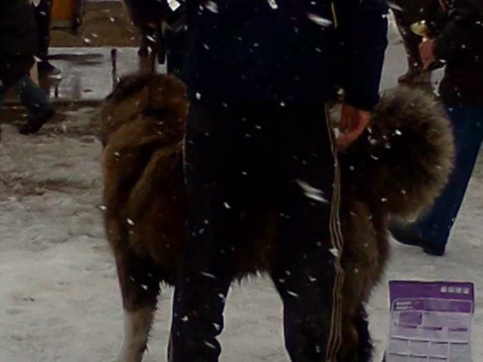 IMG063 - foto expo canina de club ceobanesc caucazian si asiatic vaslui 2012