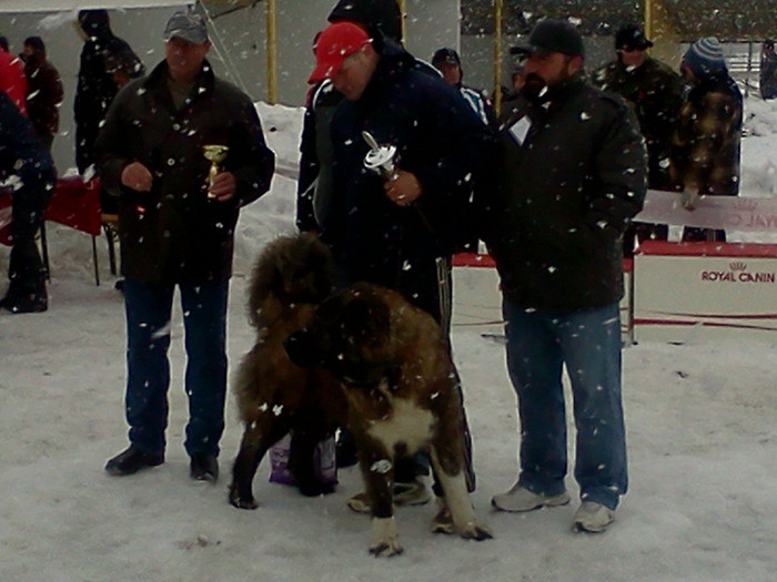 campioana - foto expo canina de club ceobanesc caucazian si asiatic vaslui 2012