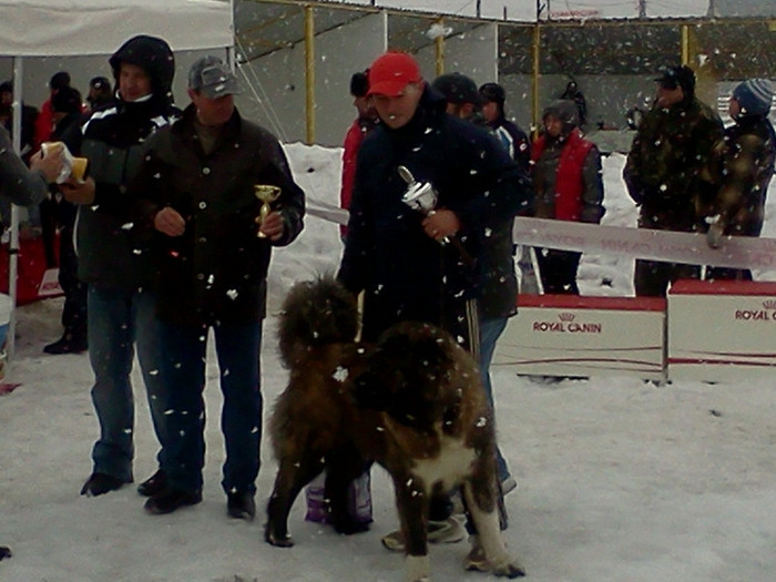 IMG065 - foto expo canina de club ceobanesc caucazian si asiatic vaslui 2012