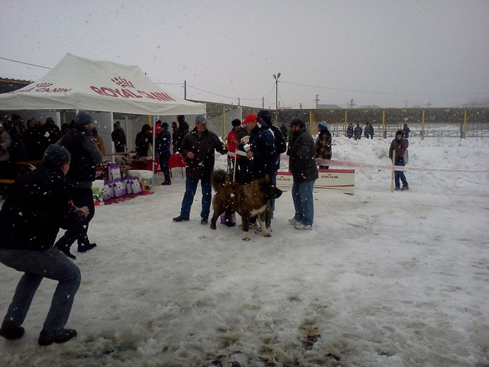 IMG066 - foto expo canina de club ceobanesc caucazian si asiatic vaslui 2012