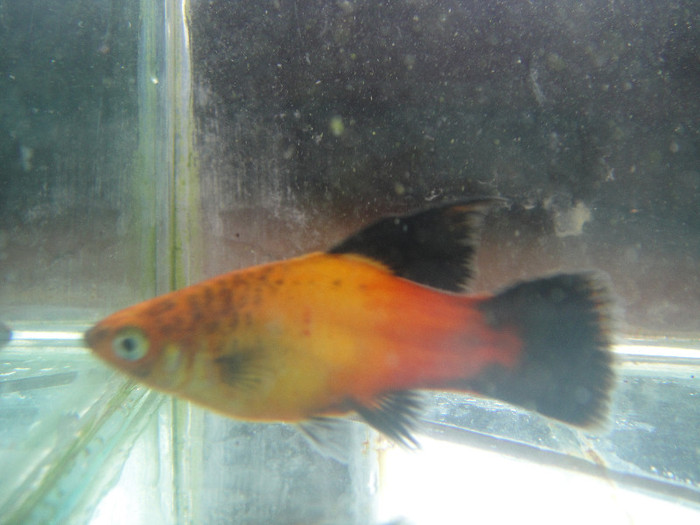 DSC03630 - crescatorie pesti 2012