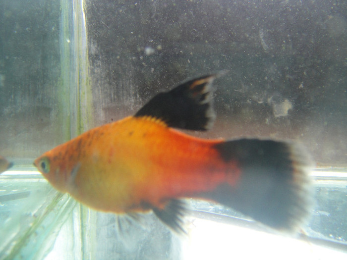 DSC03631 - crescatorie pesti 2012