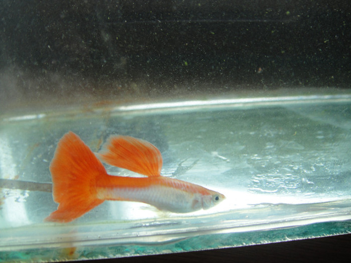 DSC03598 - crescatorie pesti 2012