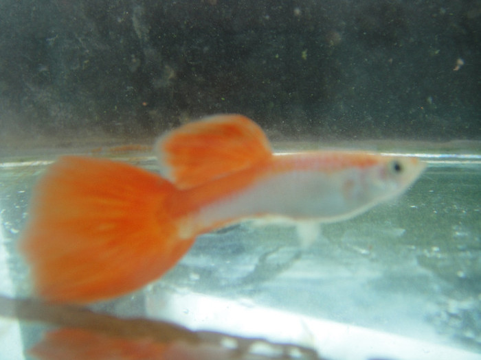 DSC03601 - crescatorie pesti 2012