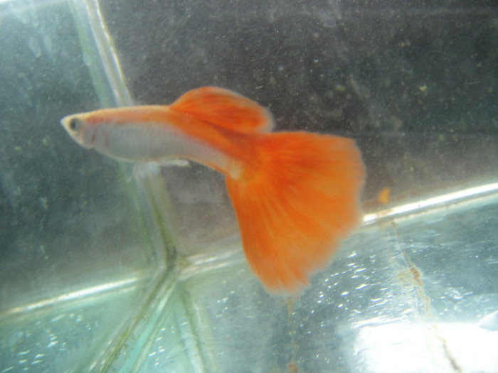 DSC03603 - crescatorie pesti 2012