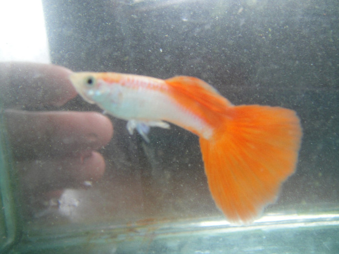 DSC03605 - crescatorie pesti 2012