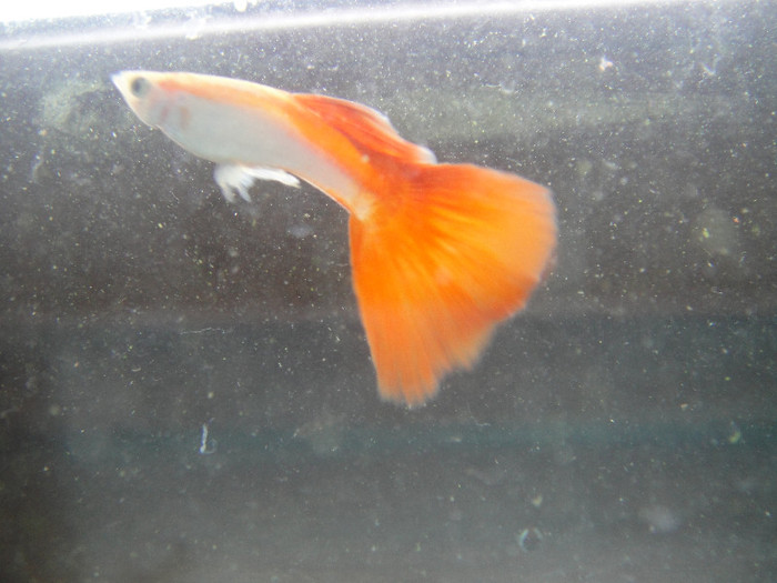 DSC03610 - crescatorie pesti 2012