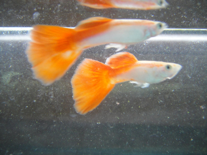 DSC03611 - crescatorie pesti 2012