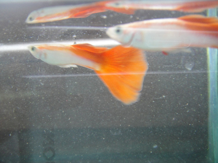 DSC03614 - crescatorie pesti 2012