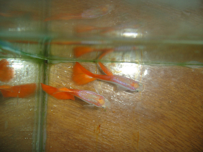 DSC03619 - crescatorie pesti 2012