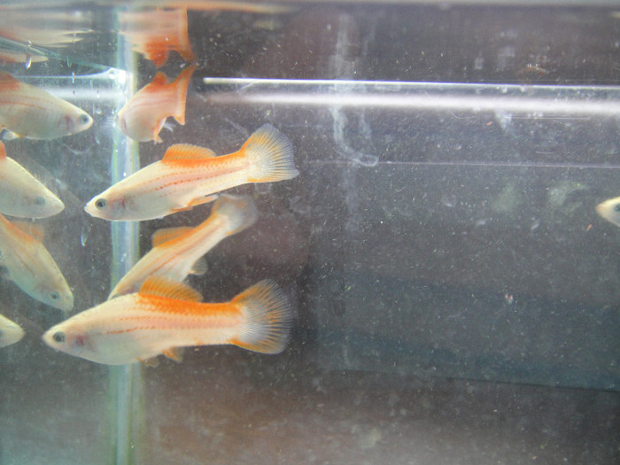 DSC03622 - crescatorie pesti 2012