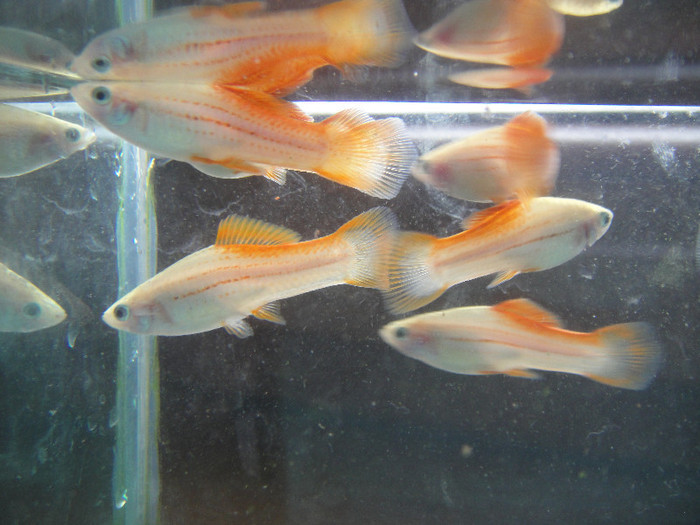 DSC03626 - crescatorie pesti 2012