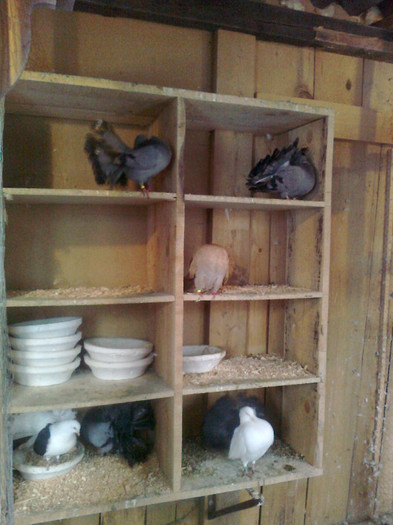 compartimentul voltatilor