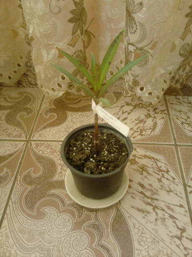 commandant barthelemi