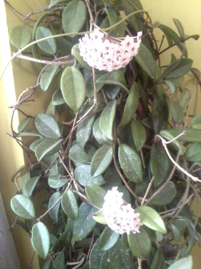 hoya - florile mele 2012