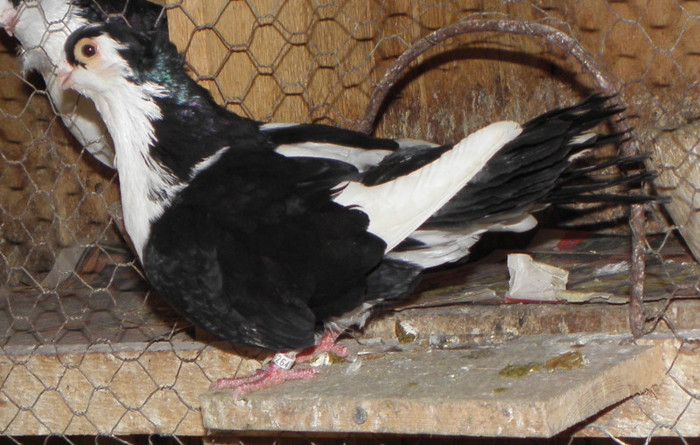 27 - 1000l-toni puscasu-galati