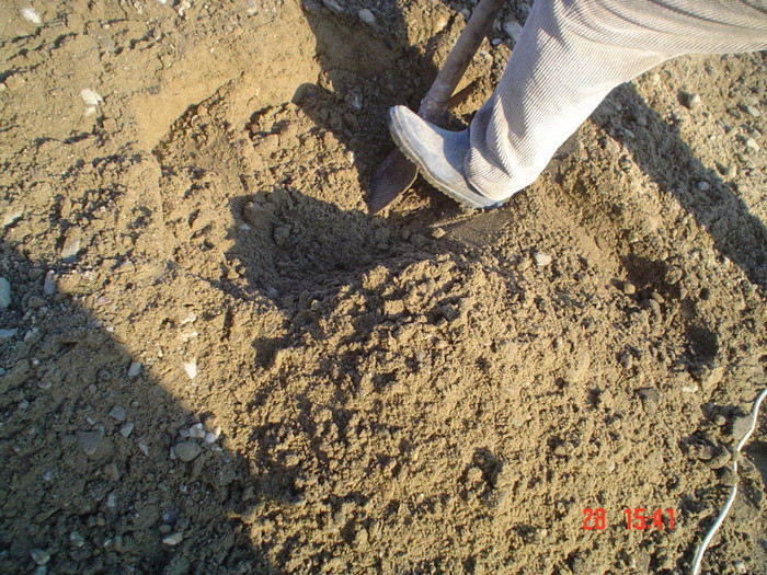 DSC02734 - Foto CIMITIR ALEI PORTI CLOPOTNITA 2010 Noembrie