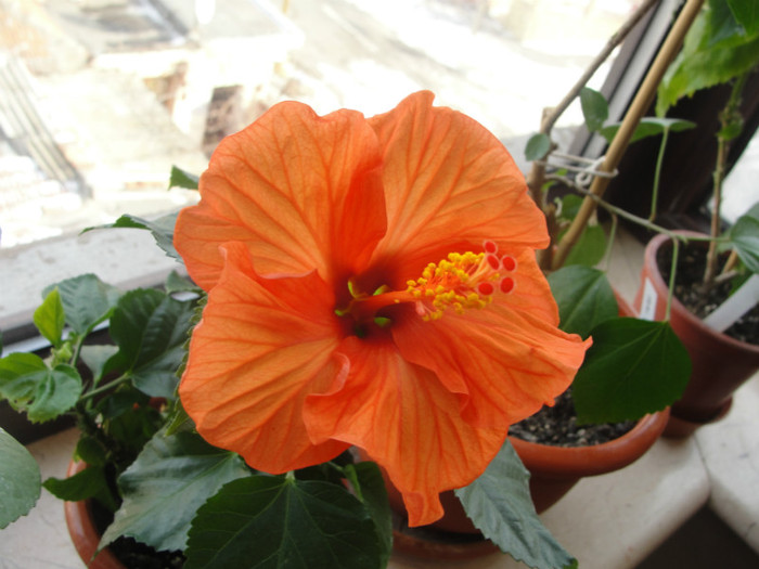 hibi hane - B-hibiscus-2012 1