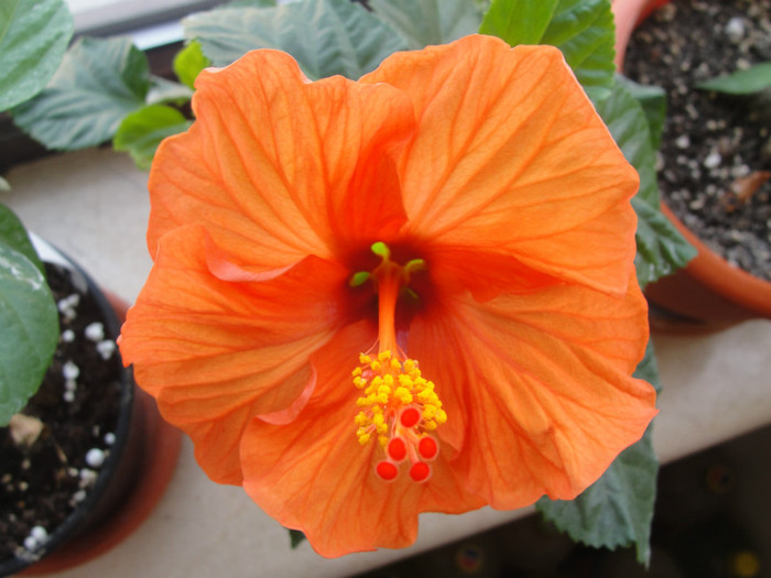  - B-hibiscus-2012 1