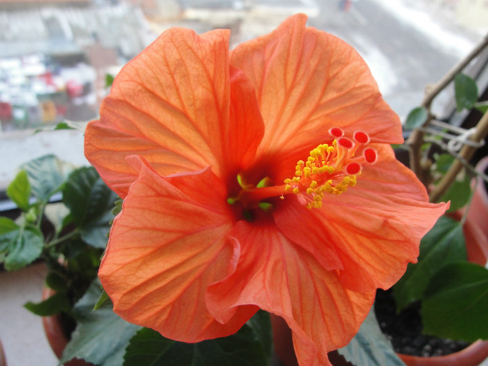 11.02.12 - B-hibiscus-2012 1