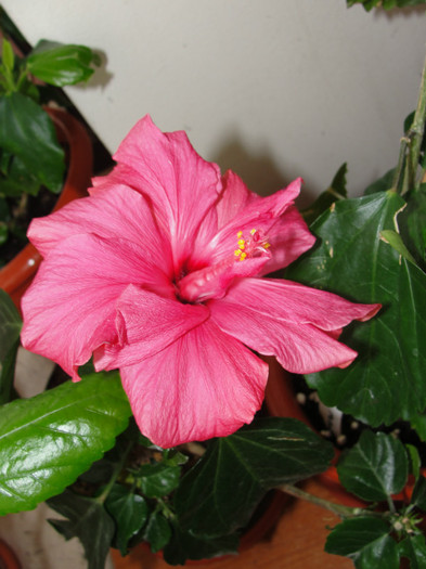  - B-hibiscus-2012 1