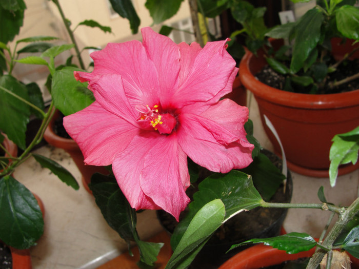 14.02.12 - B-hibiscus-2012 1