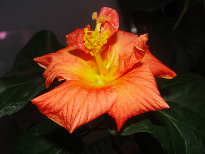 hibi jean carol - B-hibiscus-2012 1