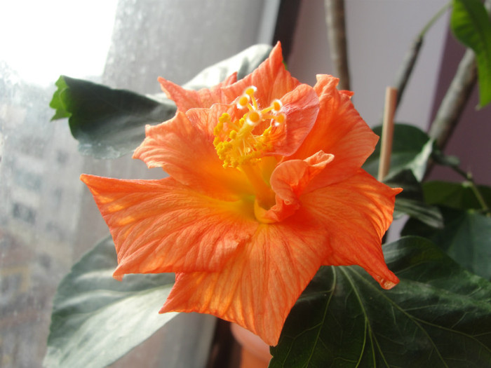 19.02.12 - B-hibiscus-2012 1