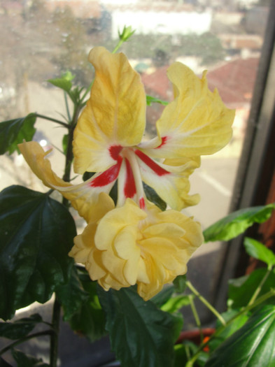 hibi el capitolio sport of sport - B-hibiscus-2012 1