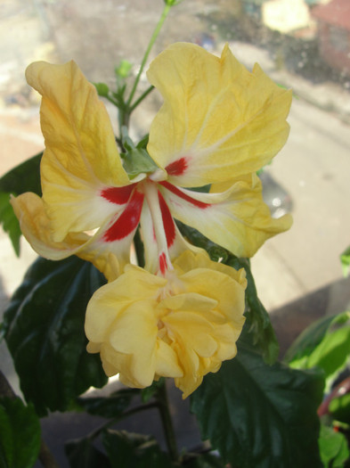 24.02.12 - B-hibiscus-2012 1