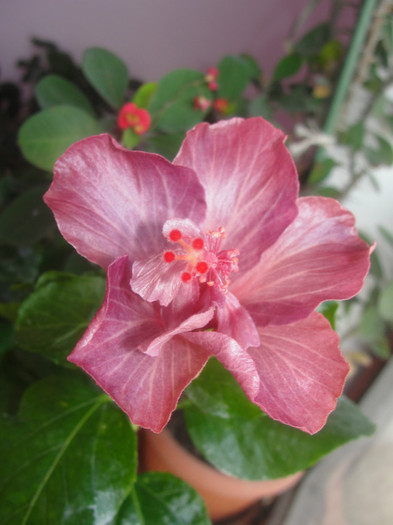  - B-hibiscus de la Gommer 2012
