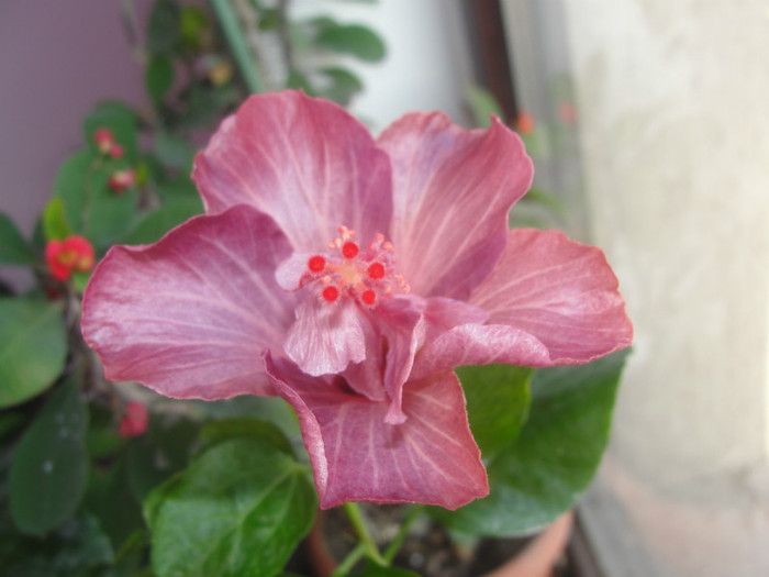 24.02.12 - B-hibiscus de la Gommer 2012