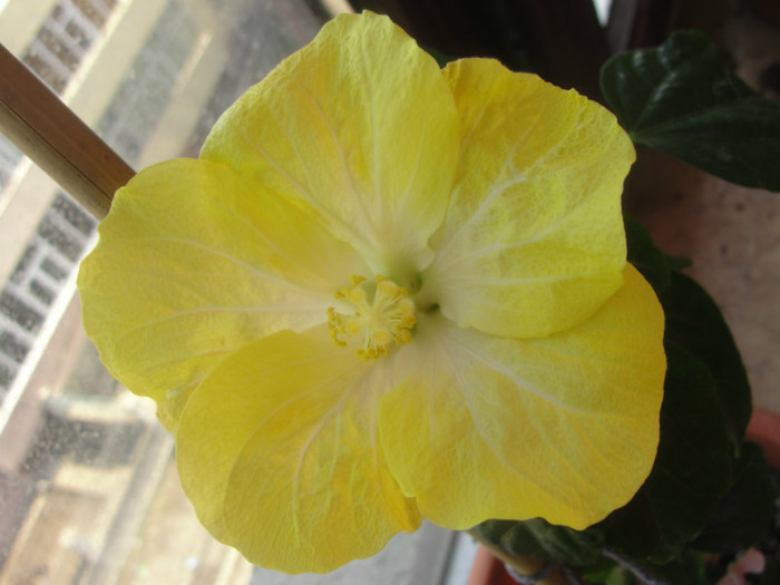 24.02.12 - B-hibiscus-2012 1