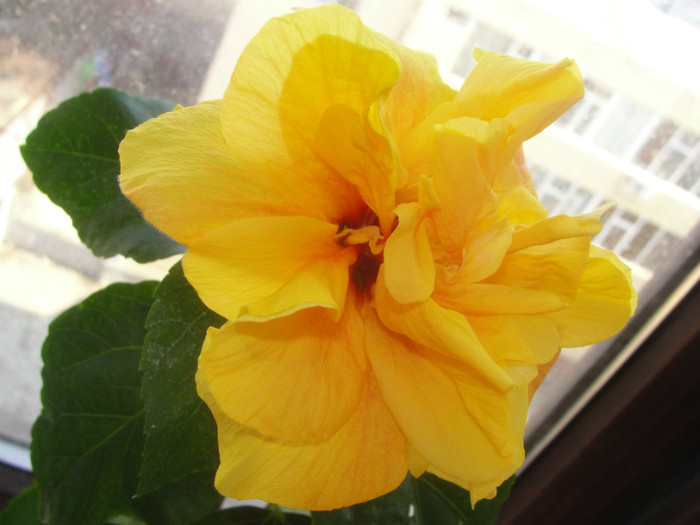 hibi koenig - B-hibiscus-2012 1