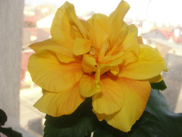 24.02.12 - B-hibiscus-2012 1
