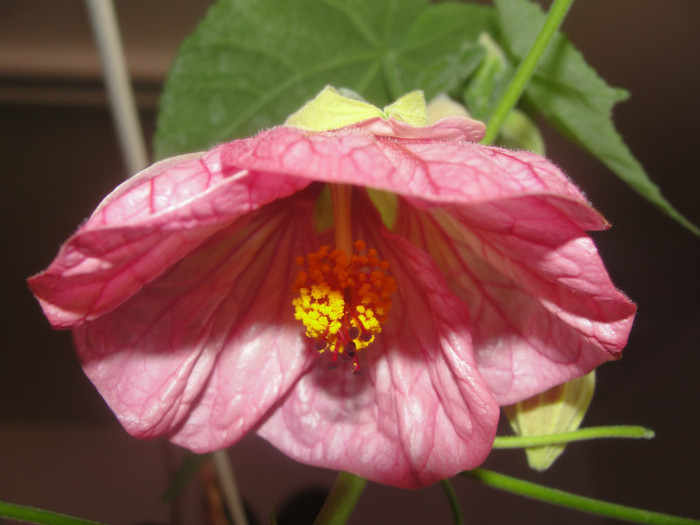 abuti magic flower - B-abutiloni 2012