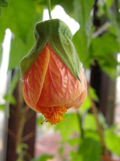 abuti orange pictum-probabil - B-abutiloni 2012
