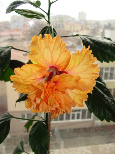 abuti el capitolio sport - B-hibiscus-2012 1