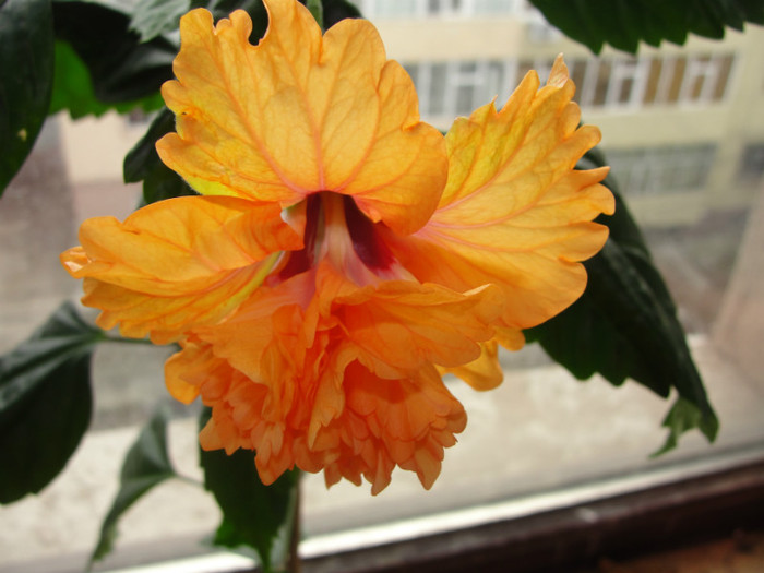 hibi el capitolio sport - B-hibiscus-2012 1