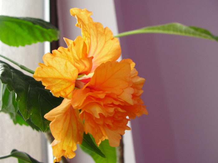 25.02.12 - B-hibiscus-2012 1